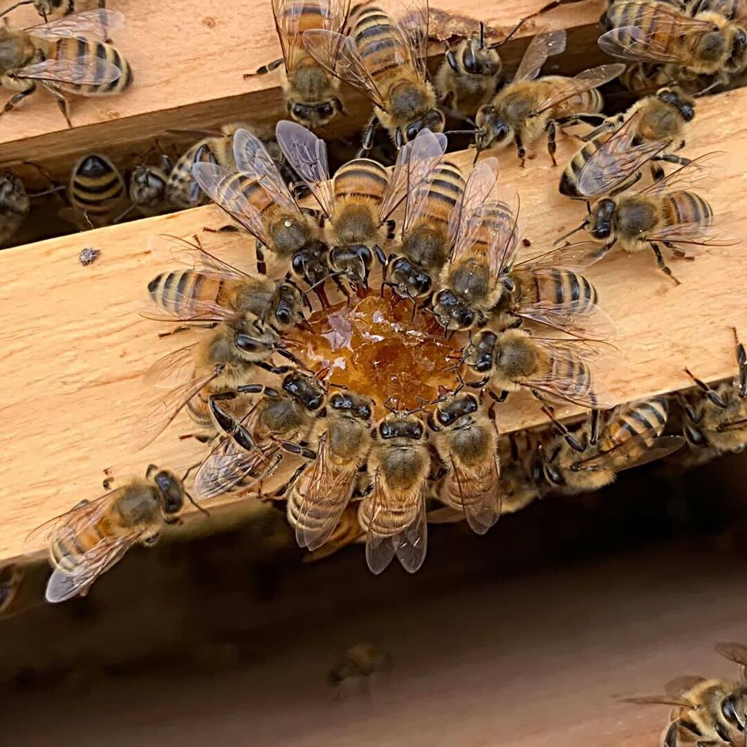 養蜂について